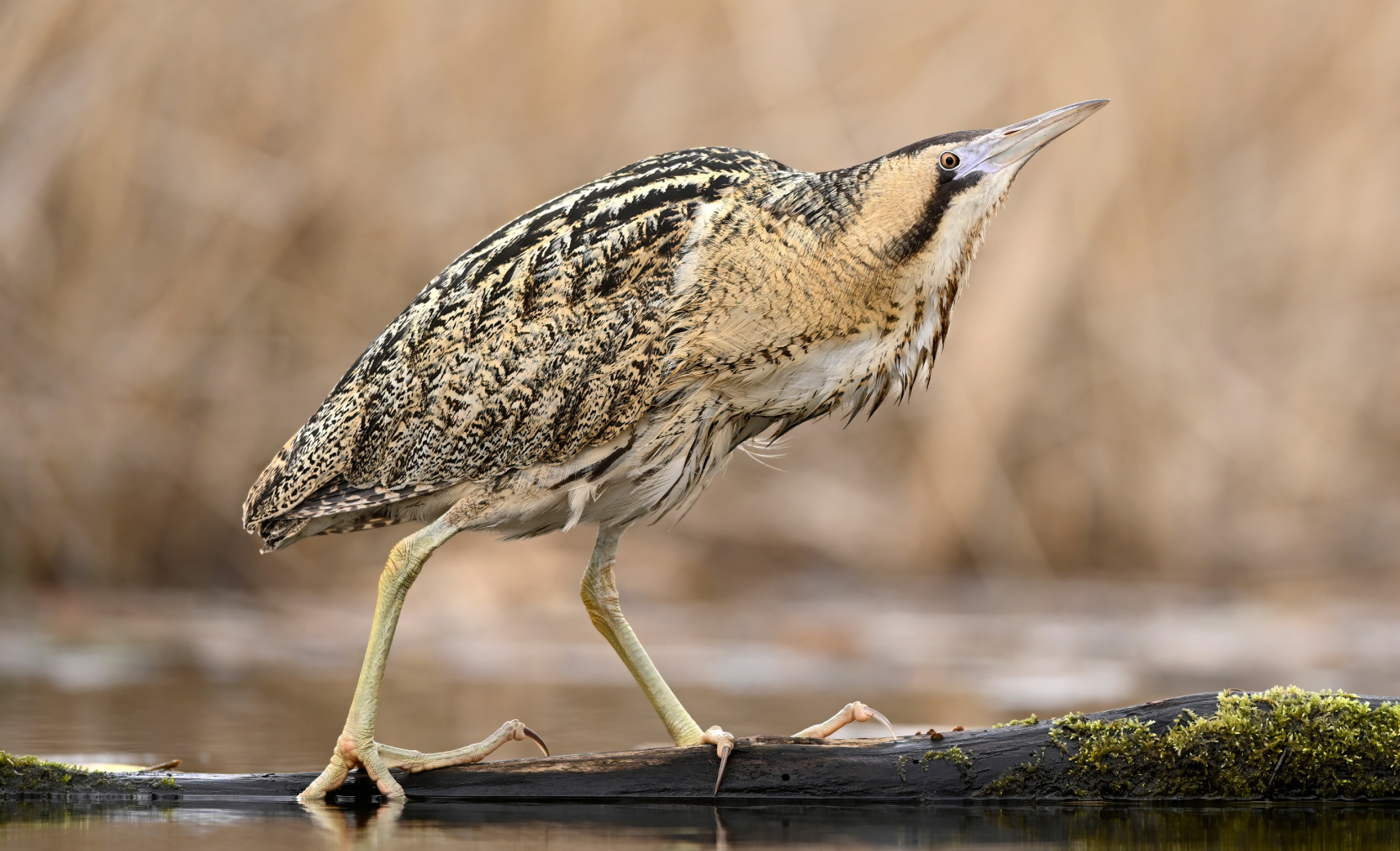 Большая выпь