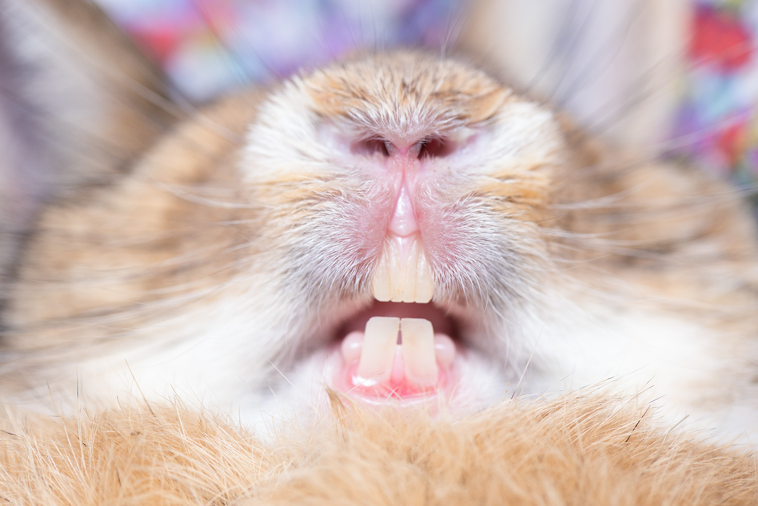 Пример, как выглядят резцы кролика в норме. © Roselynne / Shutterstock / FOTODOM