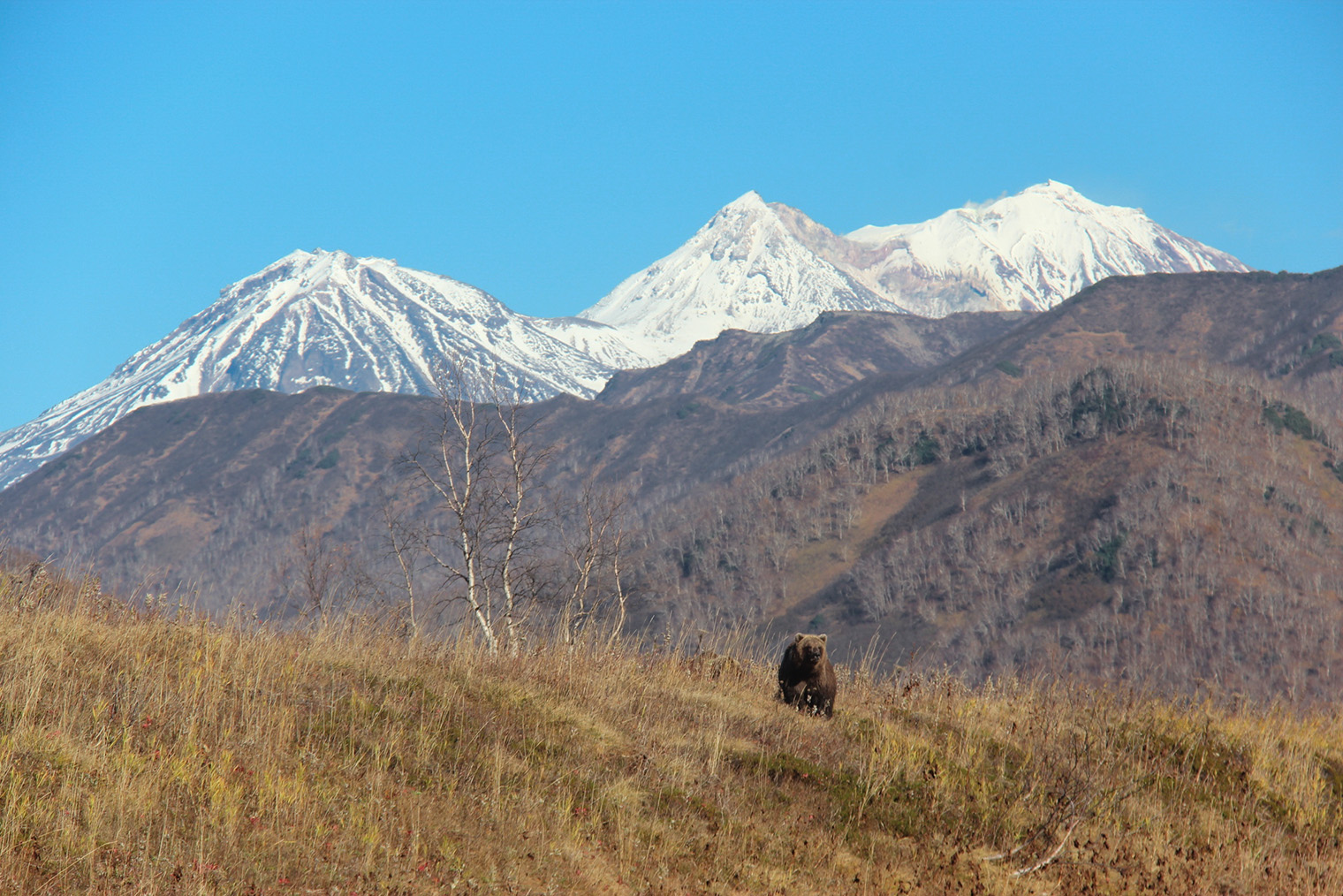 У добровольцев есть шанс увидеть медведей и других диких животных. © Сообщество в vk.com