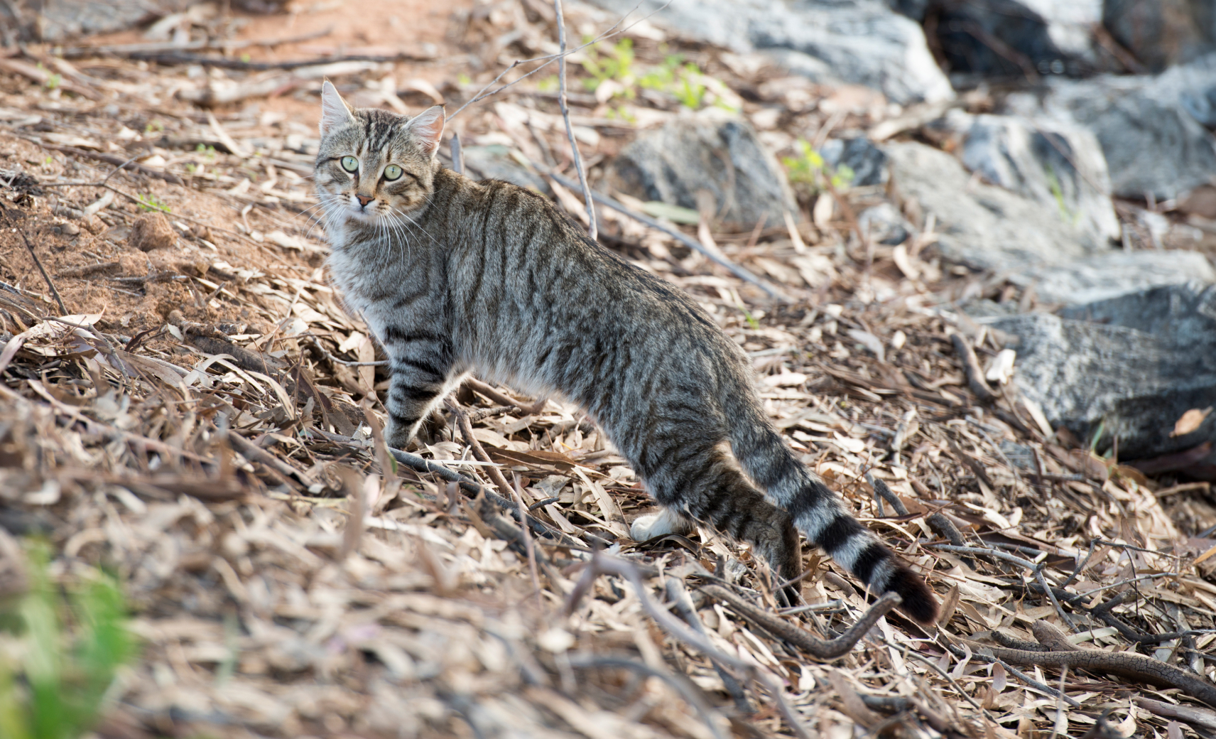 Одичавшая домашняя кошка