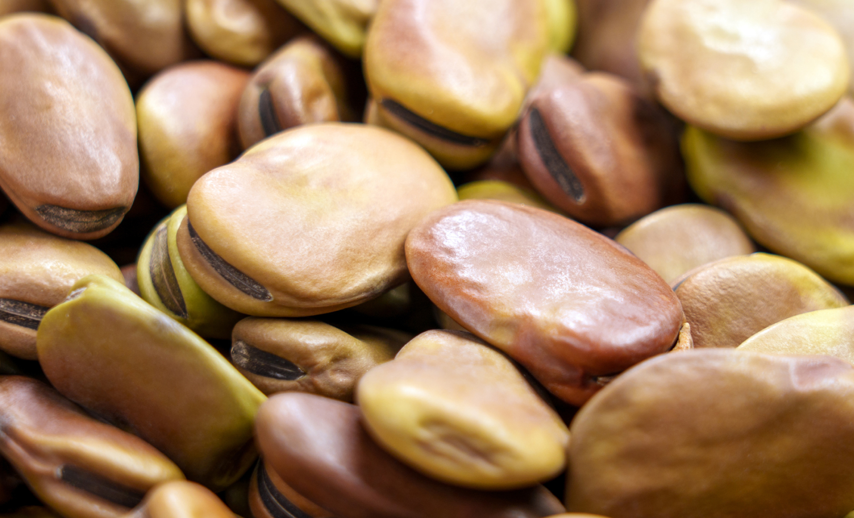 Фава, или конские бобы