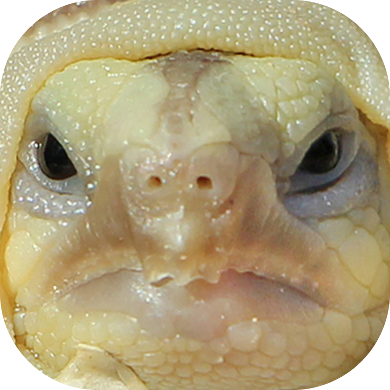 Обожаете свою кошку?