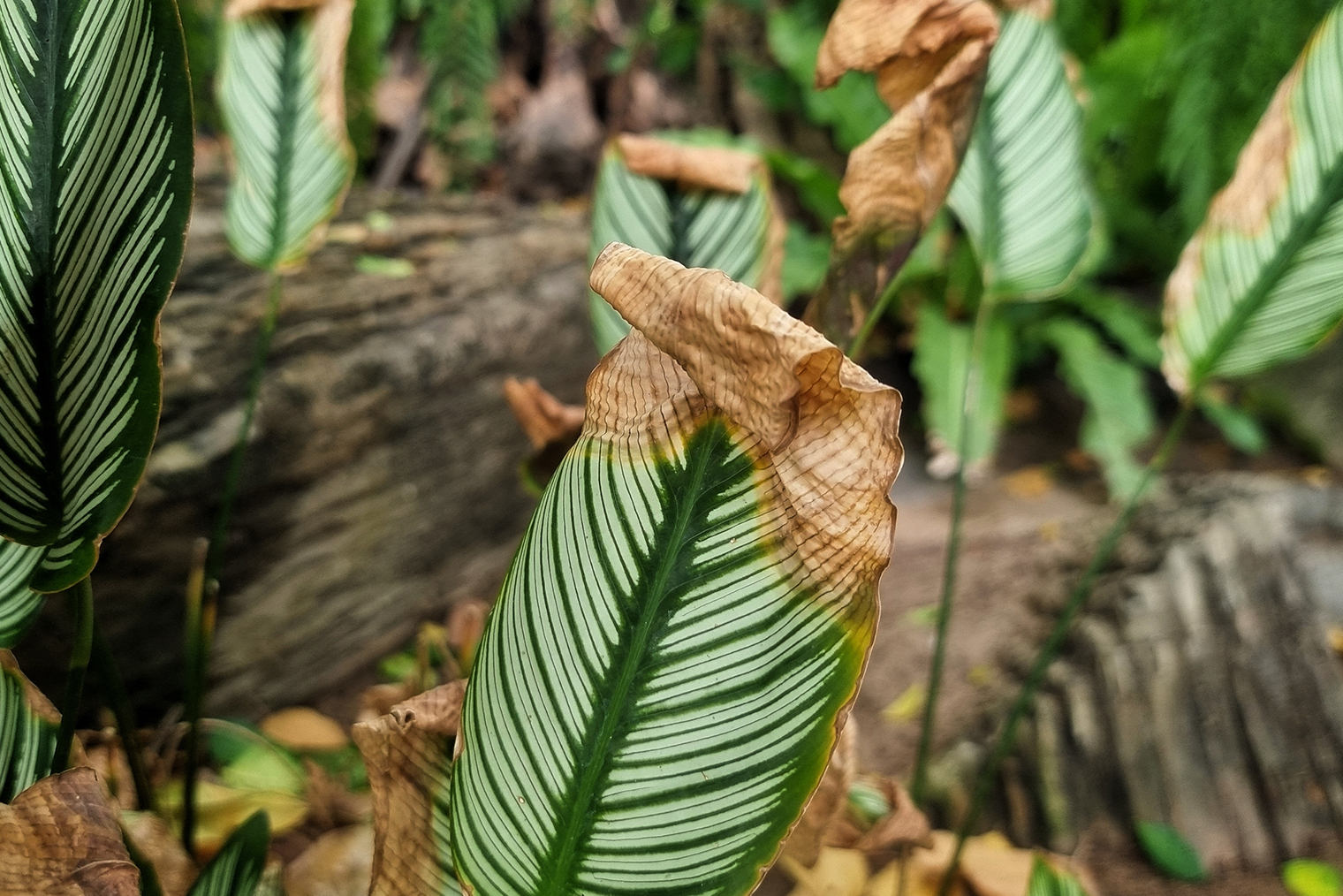 Так выглядит растение, которому много солнца. © RJ22 / Shutterstock / FOTODOM