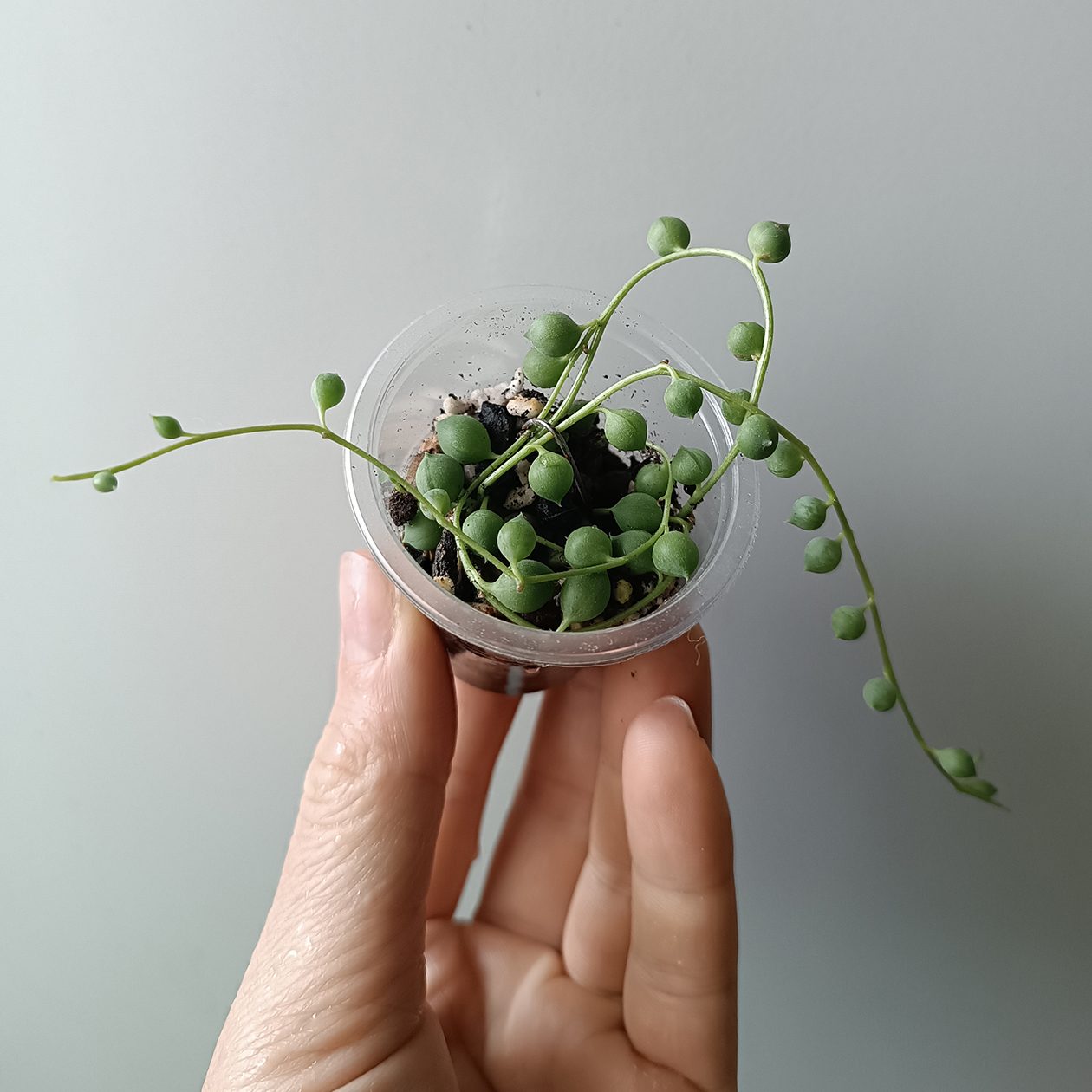 На фото видно, что побеги закрепила проволокой