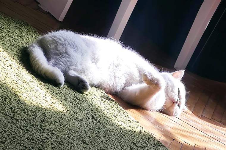 Мой Каспер