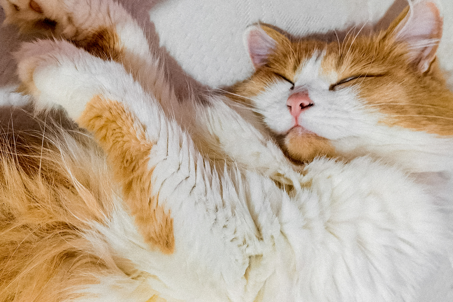 Одна из кошек, самая младшая, тоже уже спит