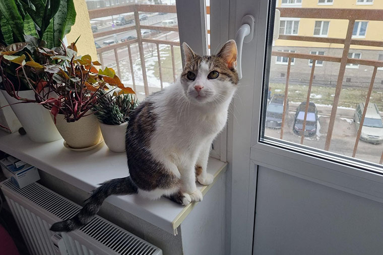 Минутка любования котом