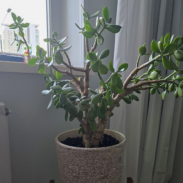 Наша толстянка после пересадки