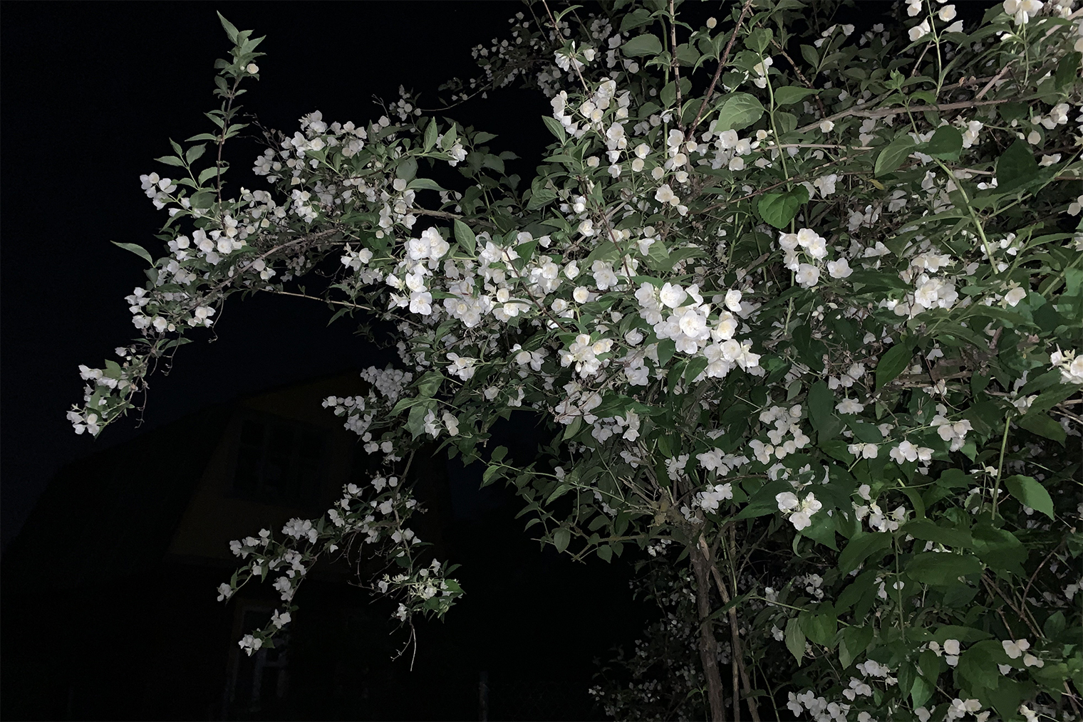 Ночью цветы чубушника словно светятся в темноте