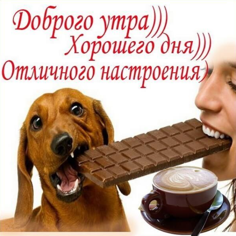 Бой за шоколад