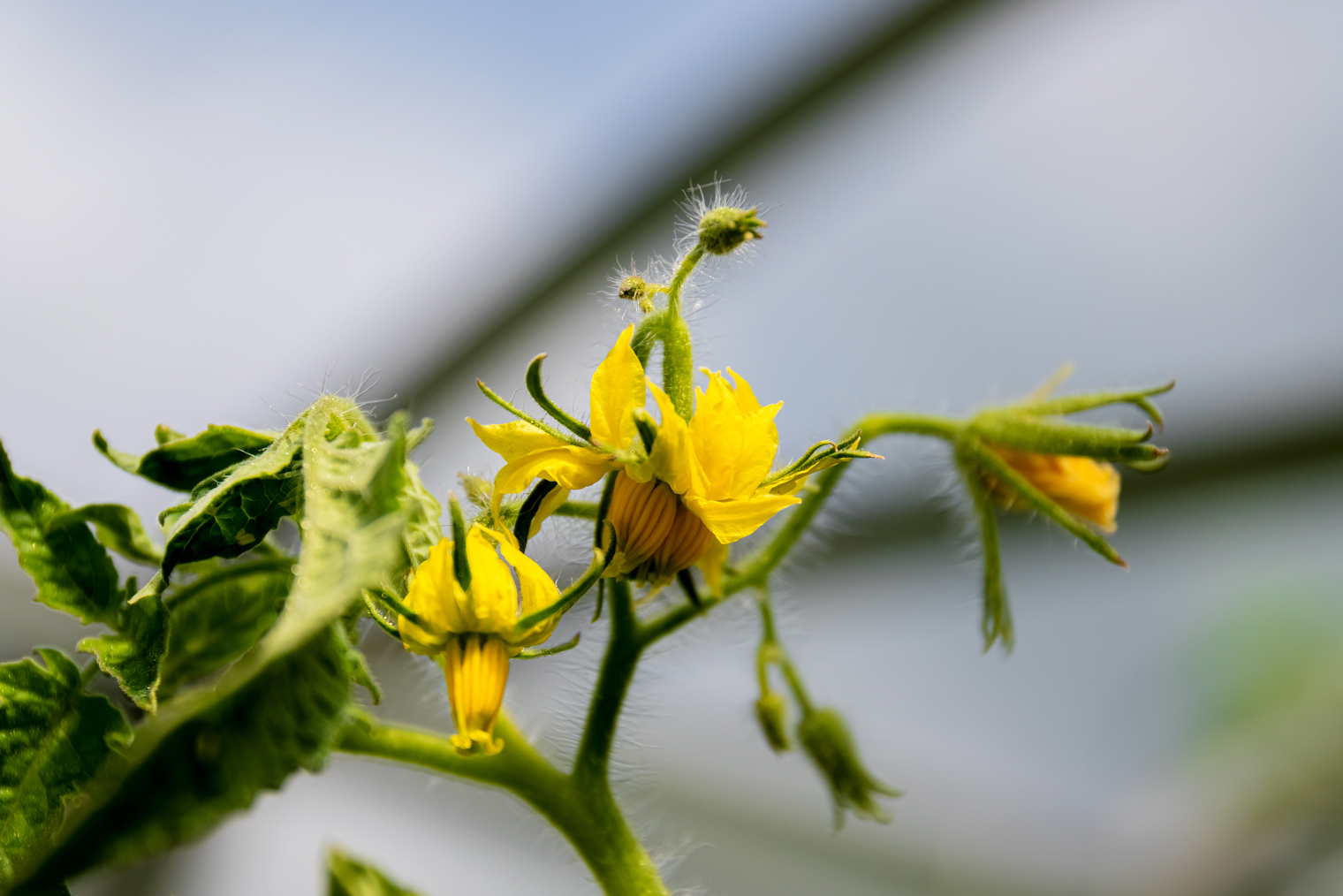 Такие махровые цветки, как в центре, появляются у сортовых томатов как реакция на стресс: несколько соцветий срастаются в одно. Они тянут много сил, и плоды получаются корявыми, так что их стараются удалять. Но с зубной щеткой можно опылить и такие цветки. Фотография: Vladimir Ivanchik / Shutterstock / FOTODOM
