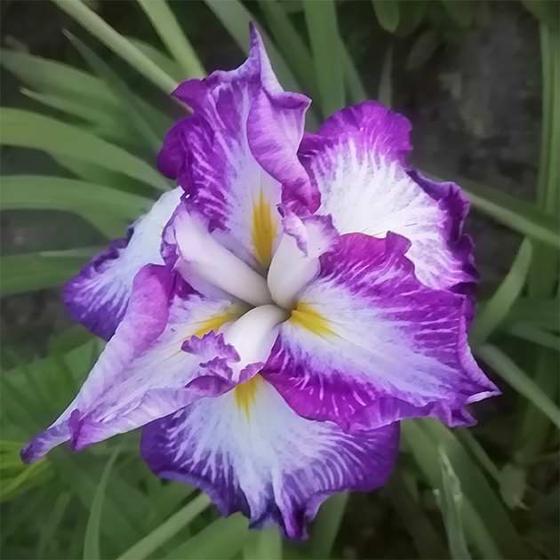 Сорт японского ириса «арлекинеск». В центре каждого лепестка — характерный желтый штрих, направленный к центру. © Ольга Геня