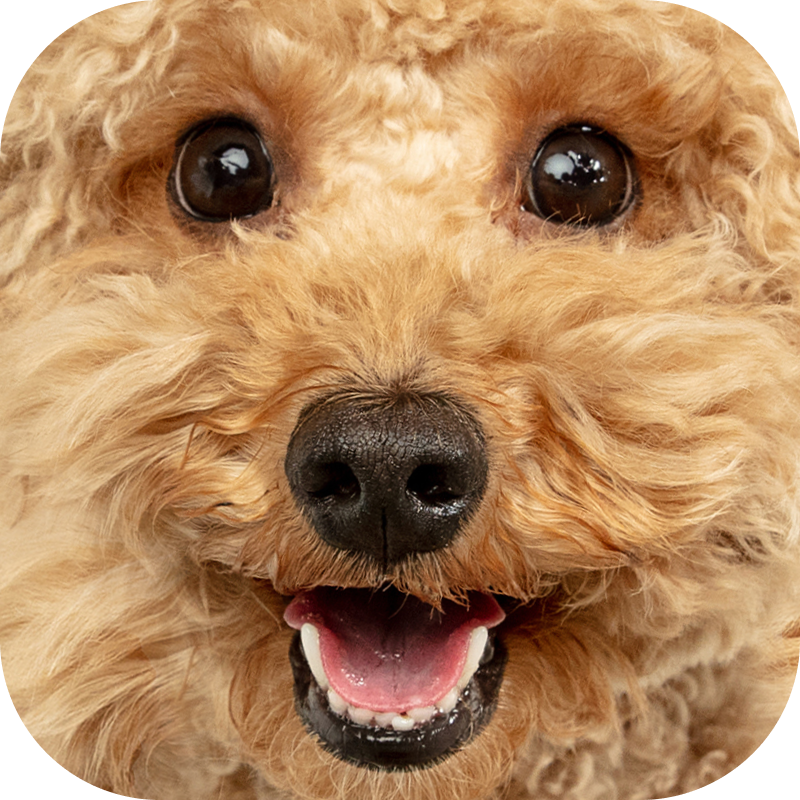 Мой любимый самый лучший пес