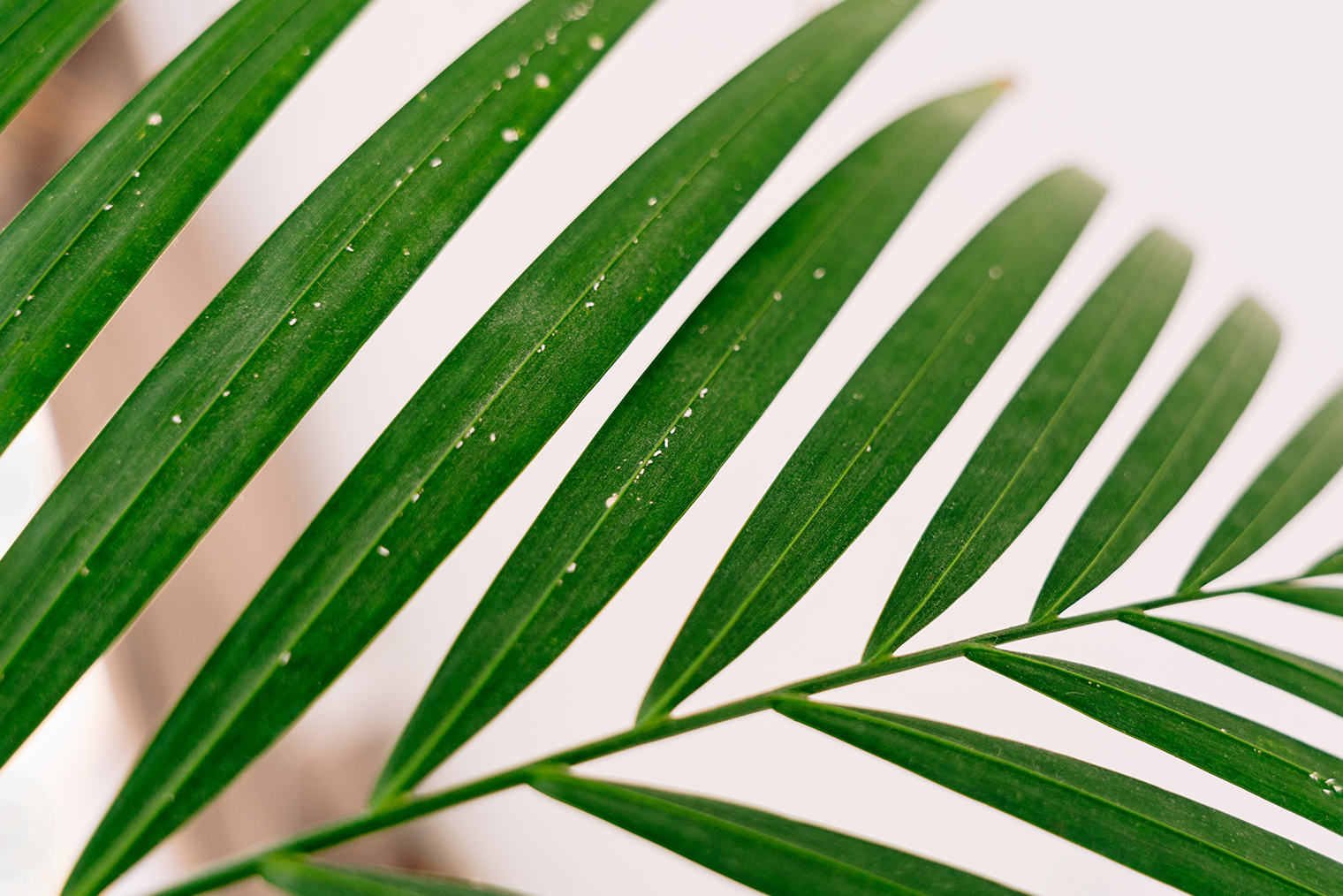 Укусы паутинного клеща на листьях. Фотография: Elena Ebinger / Shutterstock / FOTODOM