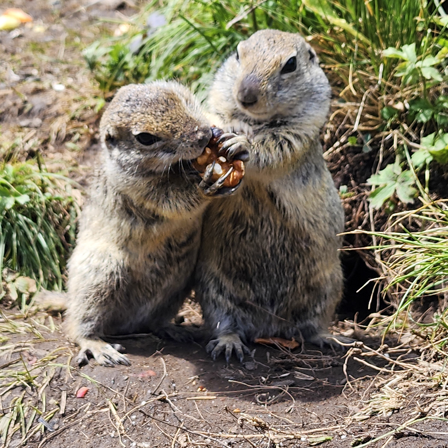 Мы специально заехали в долину, где живут суслики. Их здесь и правда много, некоторые очень упитанные. Зверьков рекомендуют кормить морковкой или орешками, а вот печеньки и булочки давать не стоит. Лучше не кормить их с руки: животные бывают переносчиками бешенства и могут случайно цапнуть за палец. Я не рисковала и клала орешки к норкам. Суслики тут же высовывали мордочки и буквально начинали драться за угощение. В схватке обычно побеждал самый толстый