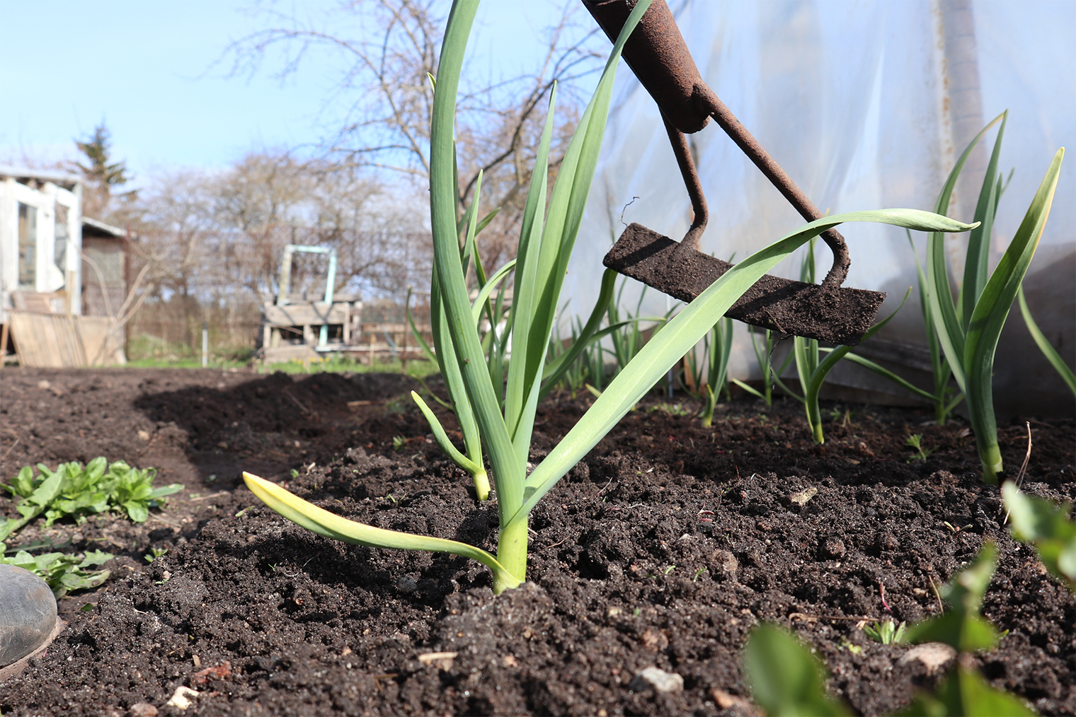 Чеснок — лучшая биологическая защита сада и огорода. Высаживайте чеснок среди многолетников, ягодников, под кустами и деревьями. Его не нужно выкапывать — пусть дичает и растет сам по себе, защищая участок от вредителей