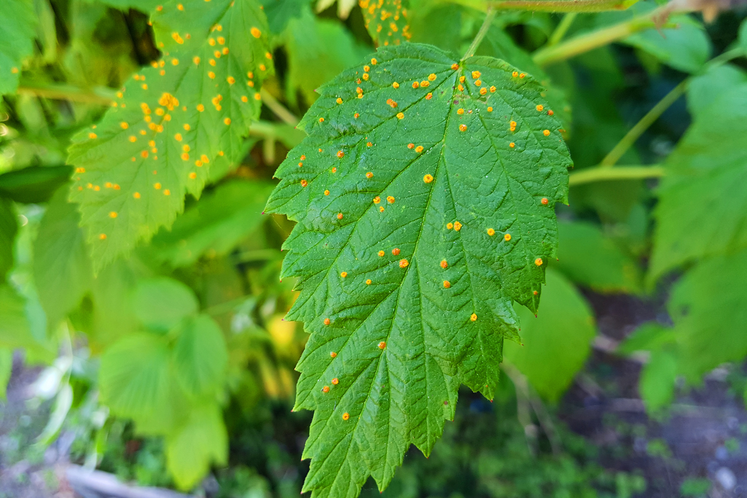 Желтые пятна на листьях говорят о грибковом заболевании малины. Фотография: P. Qvist / Shutterstock / FOTODOM