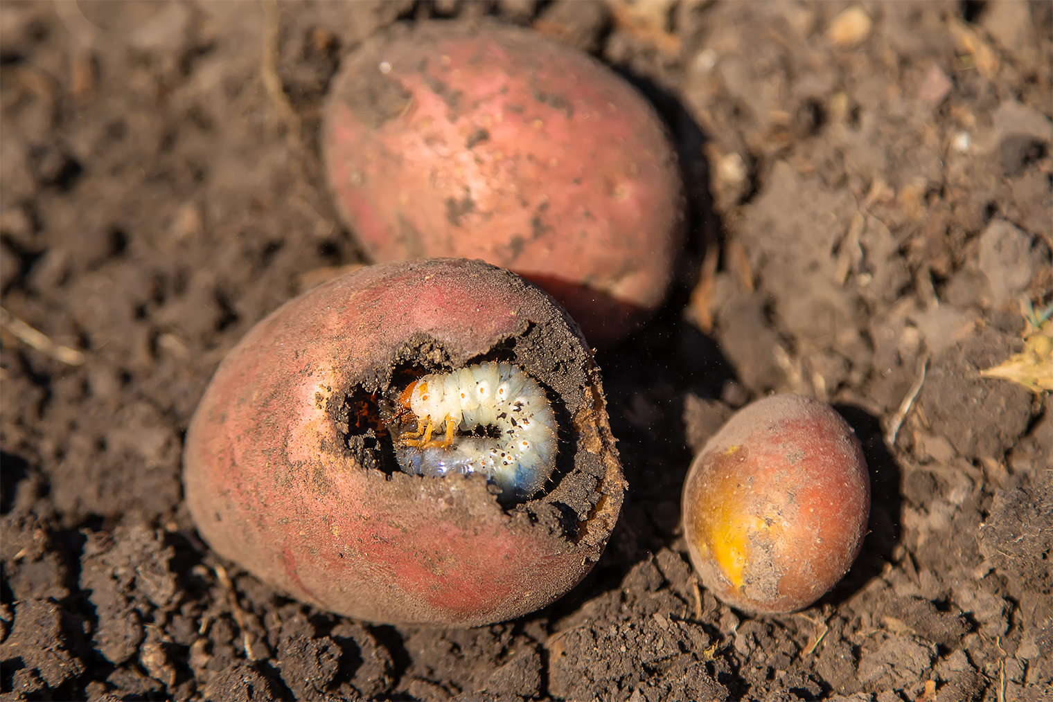 Личинки майского хруща все-таки предпочитают корни растений, а не их клубни. Мне не приходилось сталкиваться с массовым повреждением клубней картофеля личинками. © Tatevosian Yana / Shutterstock / FOTODOM