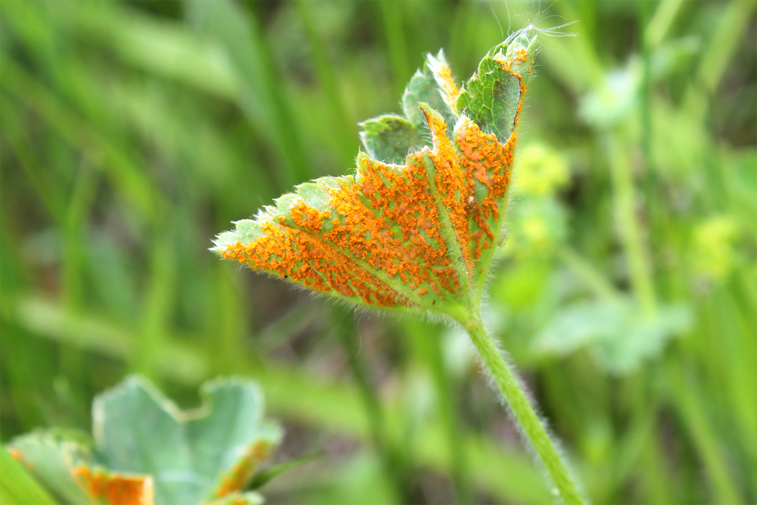 Рыжий налет похож на пятна ржавчины, которая образуется на железе. © Vita Serendipity / Shutterstock / FOTODOM