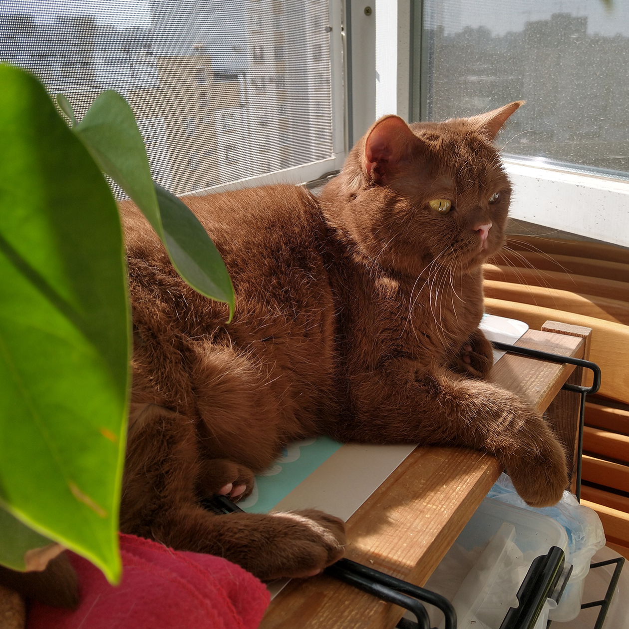 Знакомьтесь, Плюша — шикарная британка голубых кровей с очень длинным официальным именем. Чудесная крупная кошка необычайного окраса