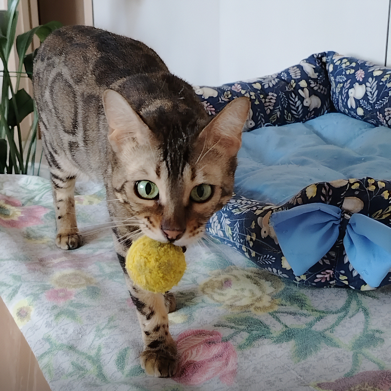 Кошка Пита с ее любимым мячиком