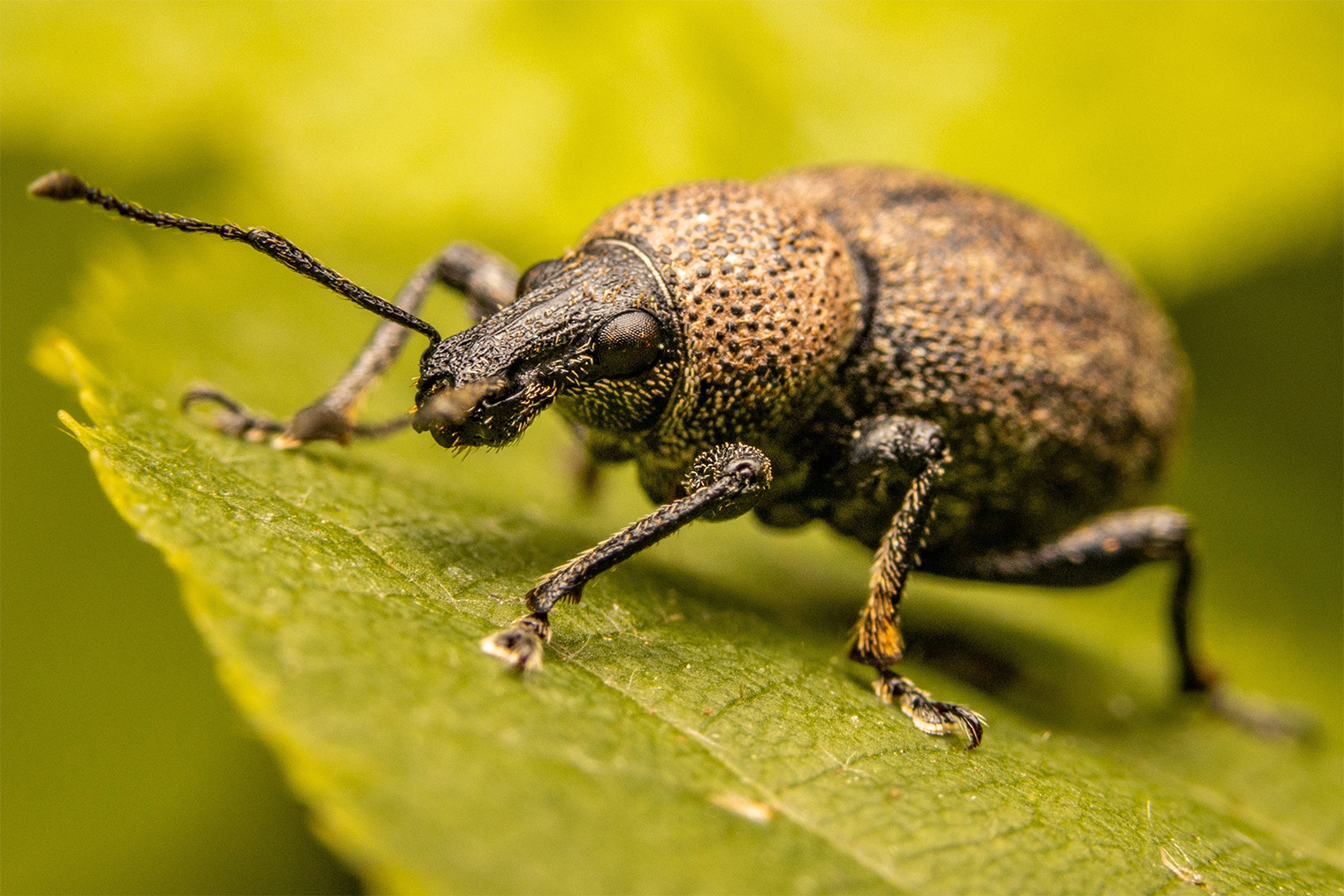 Полосатый долгоносик не похож на малинно-земляничного долгоносика. © Wirestock Creators / Shutterstock / FOTODOM