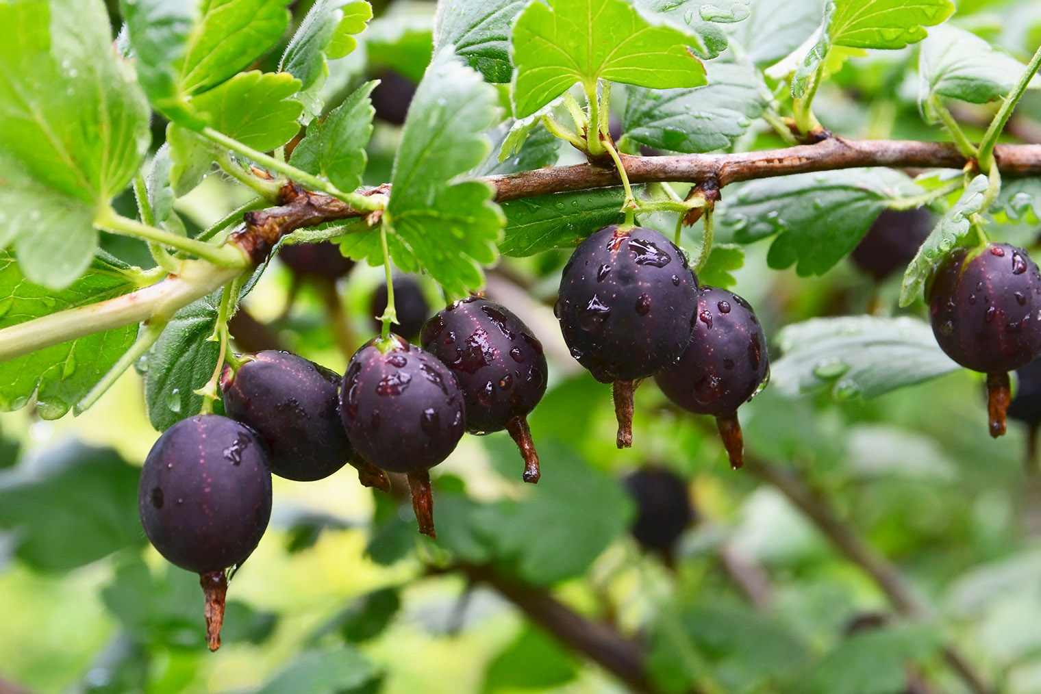 Ягоды йошты больше похожи на крыжовник. © svf74 / Shutterstock / FOTODOM