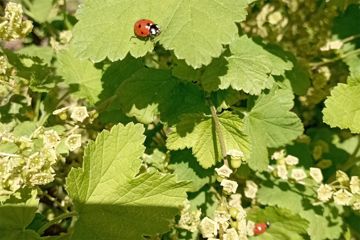 Божьи коровки — естественные враги тли