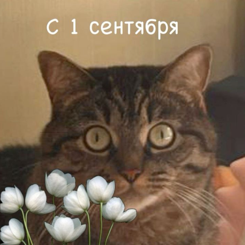 Котик