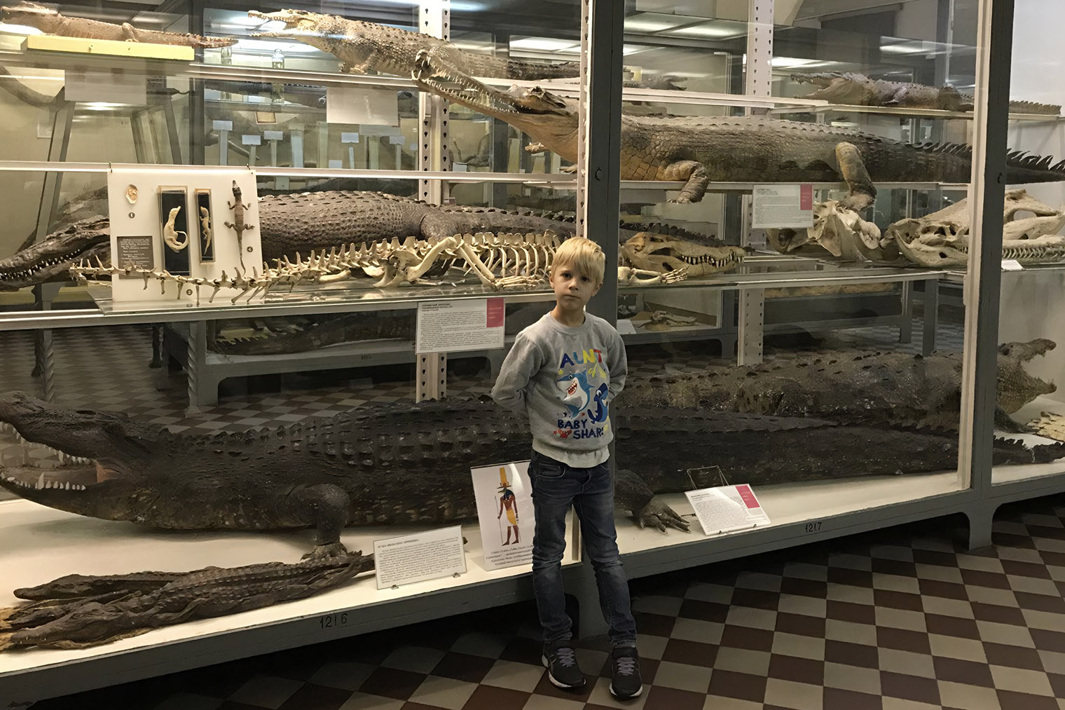 Моему сыну особенно понравилось рассматривать скелеты животных. Источник: zin.ru