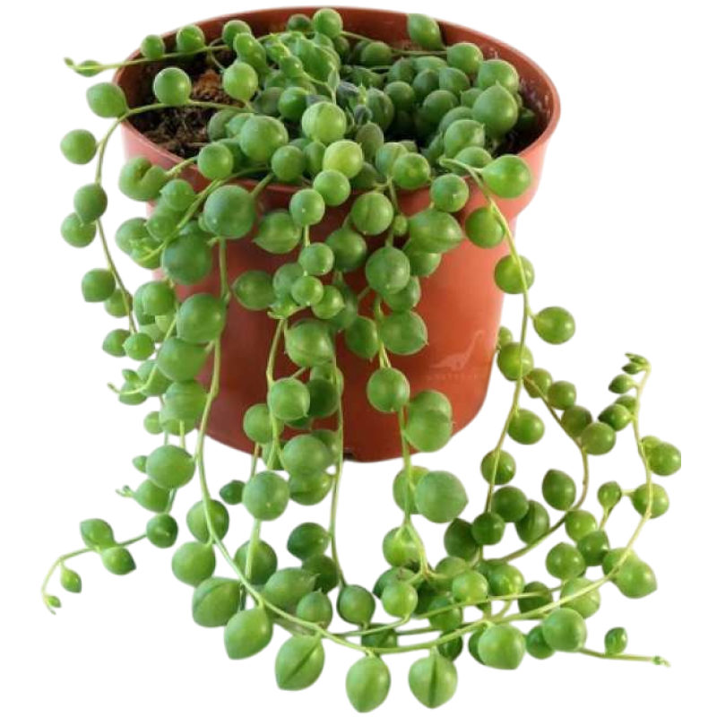 Крестовник Роули