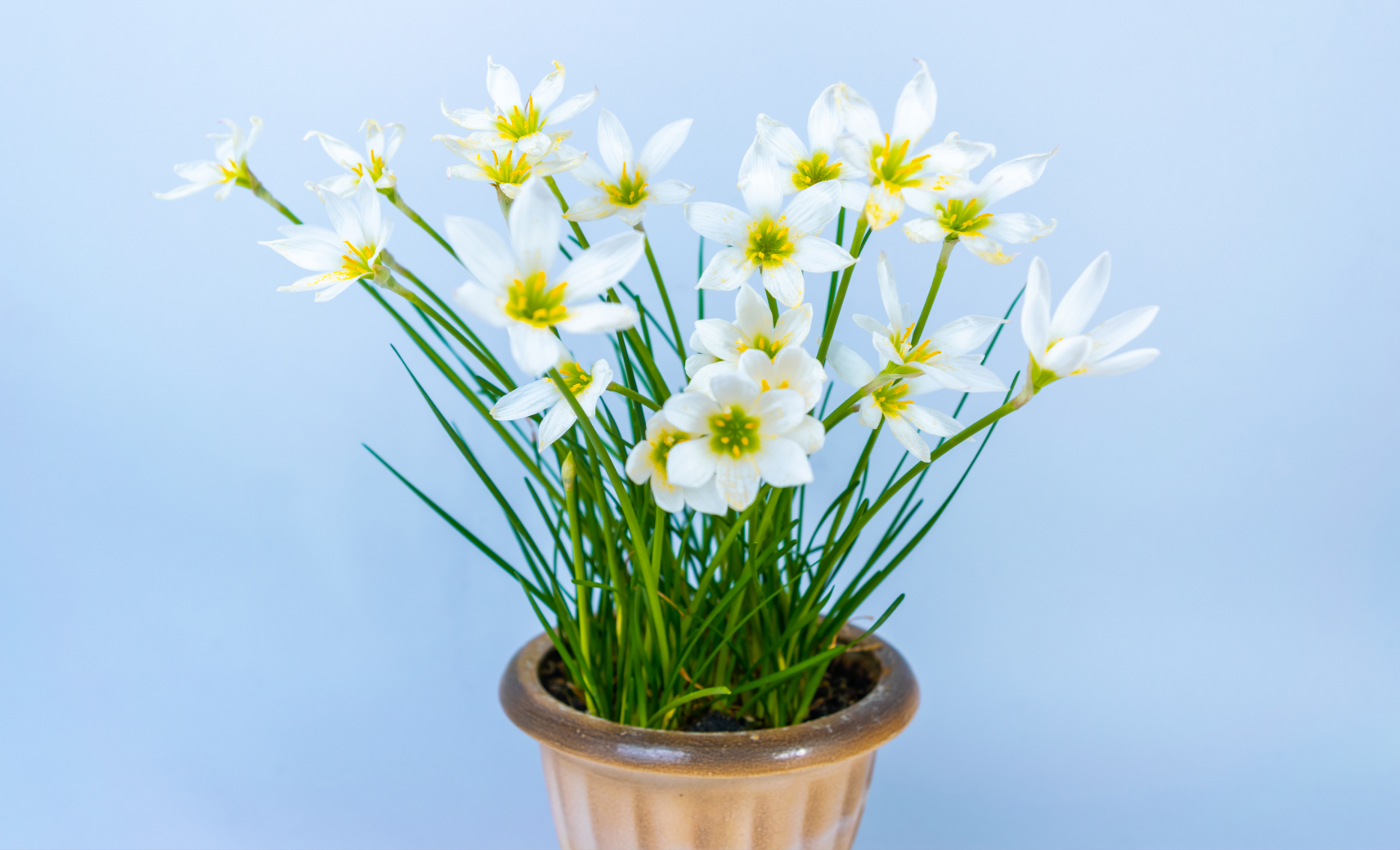 Зефирантес