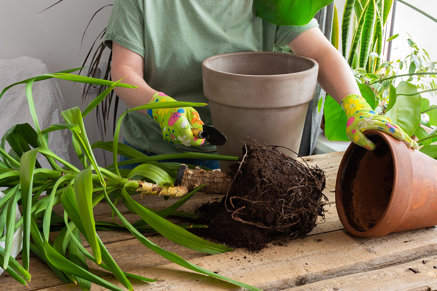 Юкку переваливают. Землю с корней не отряхивают, просто перемещают ком в новый горшок. Фотография: pundapanda / Shutterstock / FOTODOM