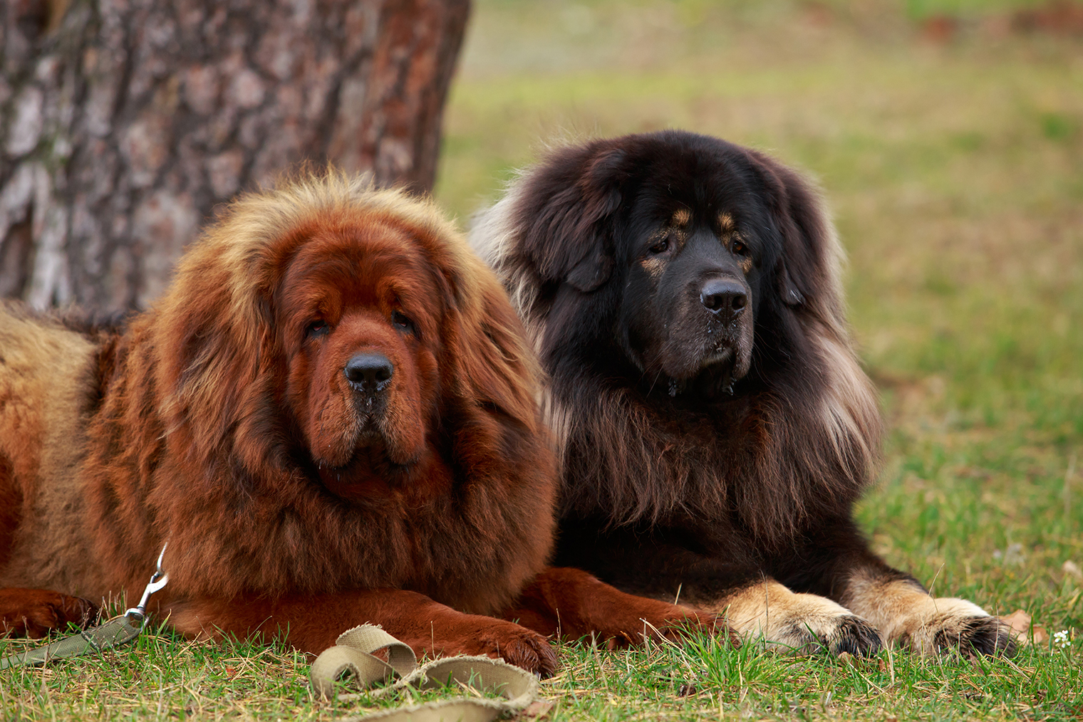Тибетский мастиф отличный помощник в охране стада. Но в городе, где слишком много чужаков, такой собаке может быть некомфортно. © Olga Aniven / Shutterstock / FOTODOM