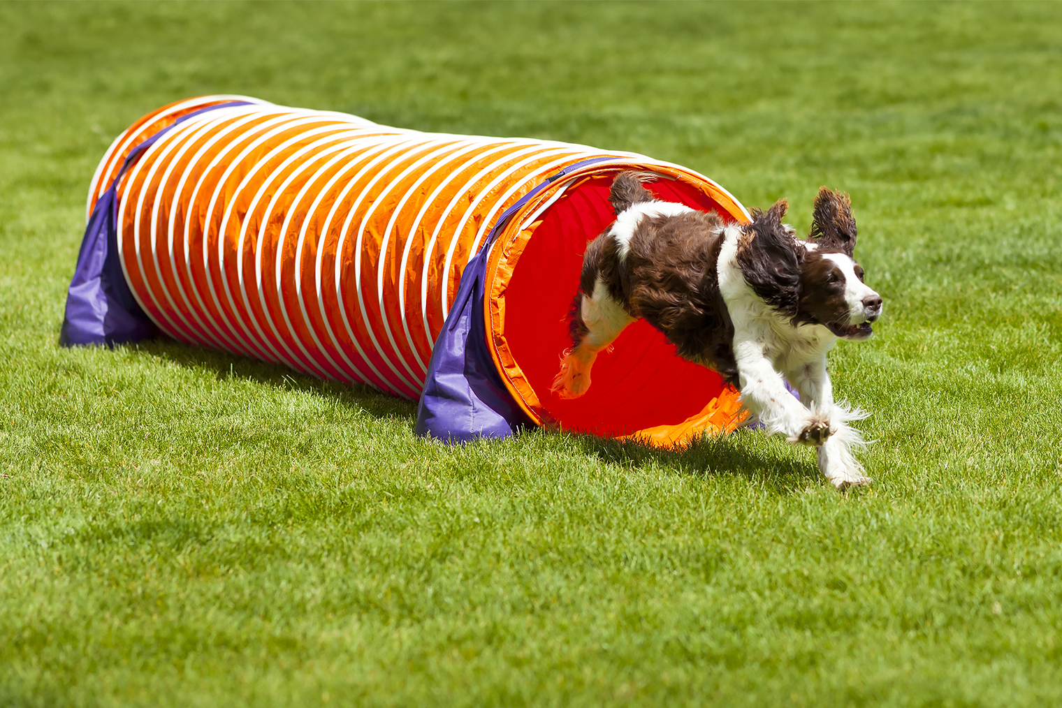 Так выглядит туннель. Фотография: NeilLockhart / iStock
