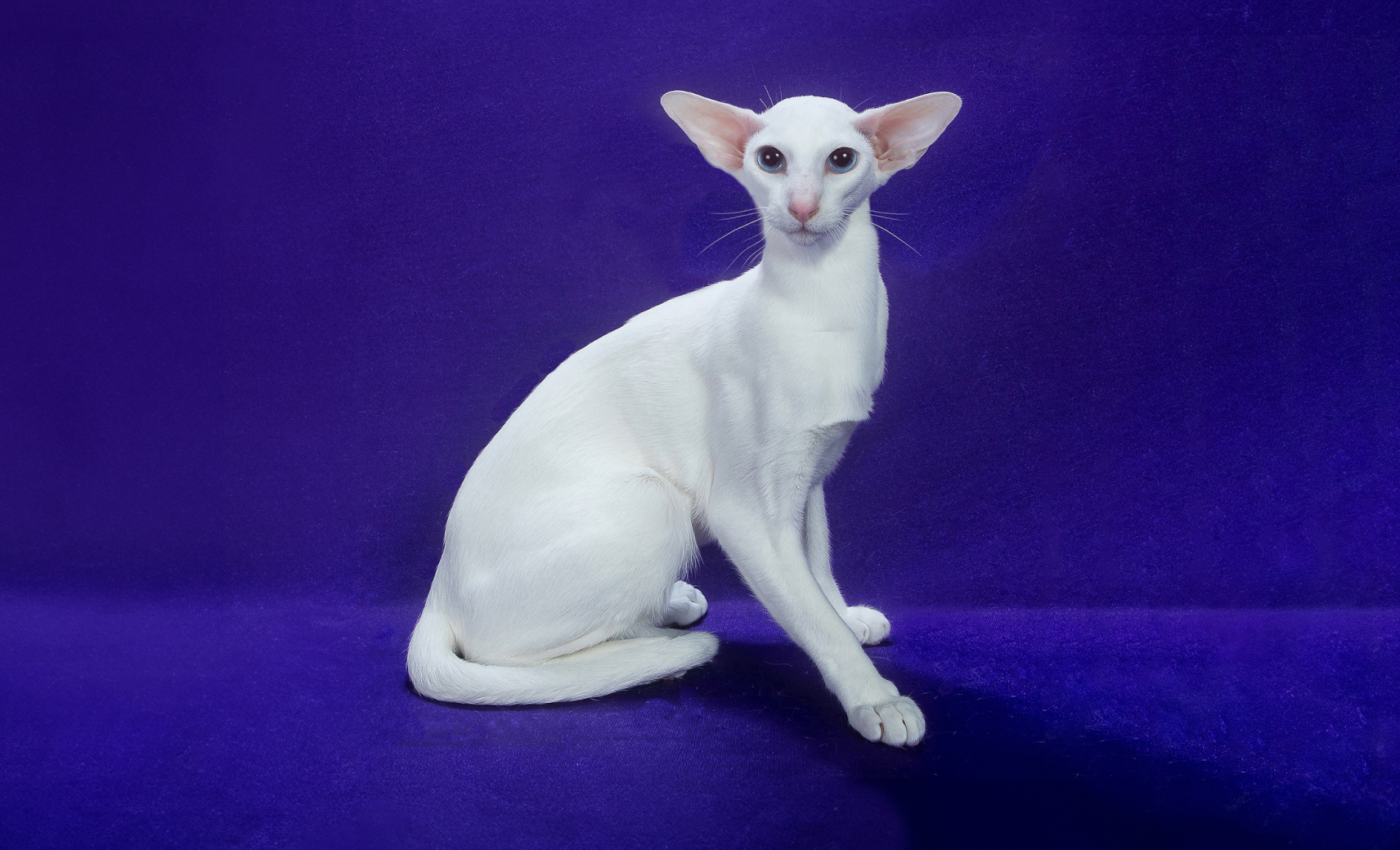 Ориентальная короткошерстная