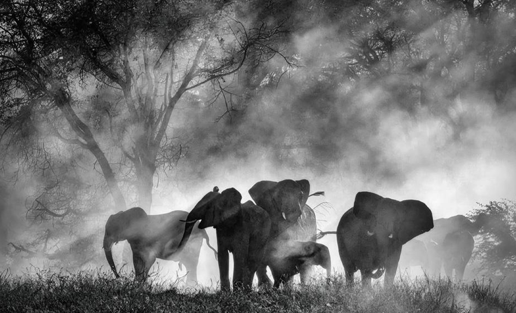 Слоны-призраки