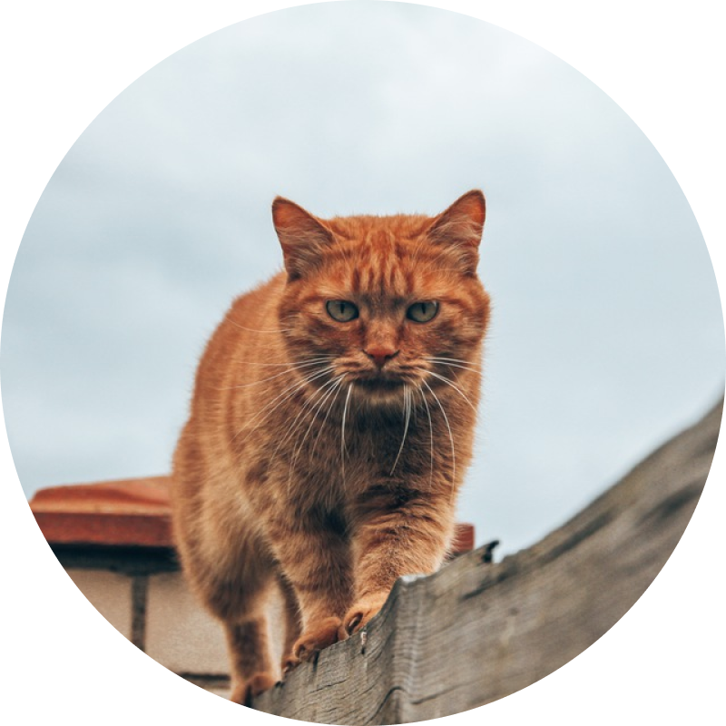 Чего хотят кошки