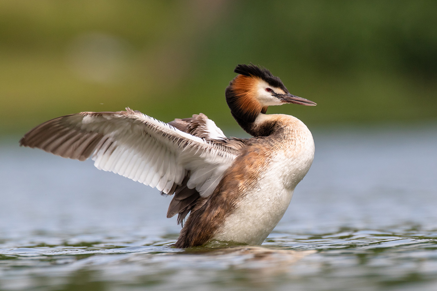 Чомги отлично ловят рыбу и строят гнезда на воде. Фотография: Denis Vesely / Shutterstock / FOTODOM