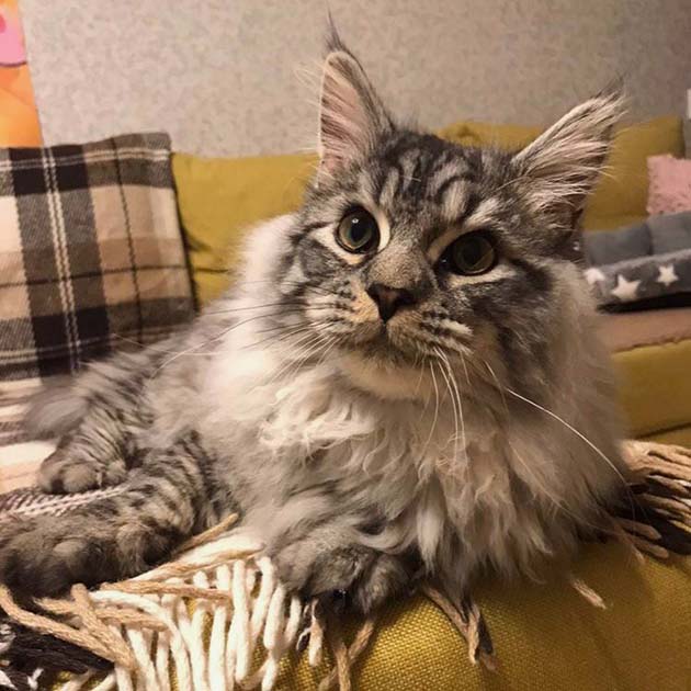 Мой котенок с мощными лапами