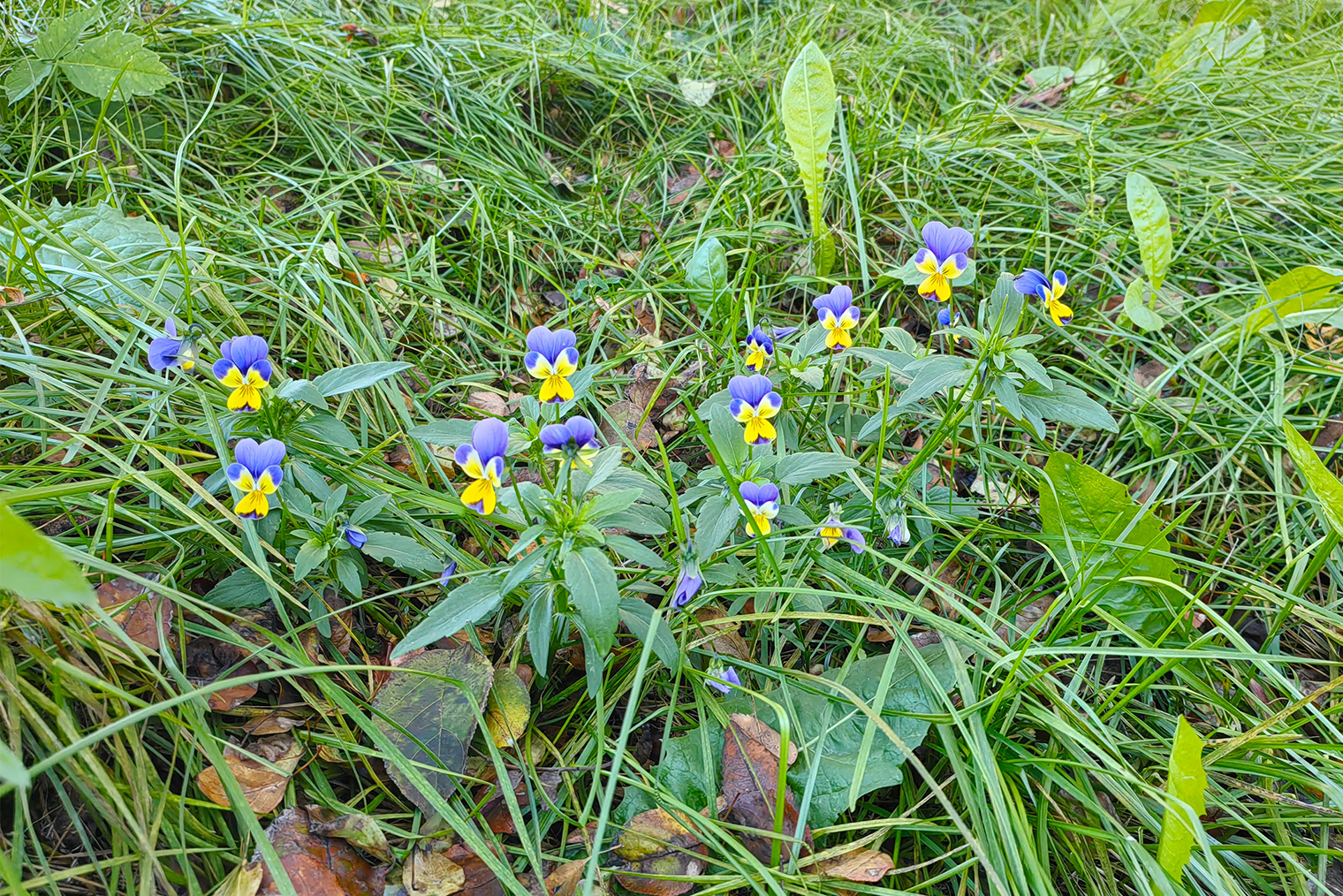 Забытые анютины глазки на клумбе