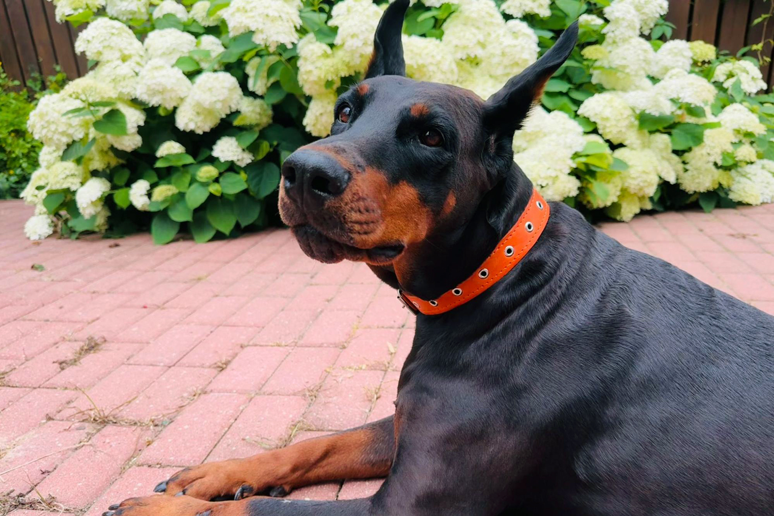 Наша собака