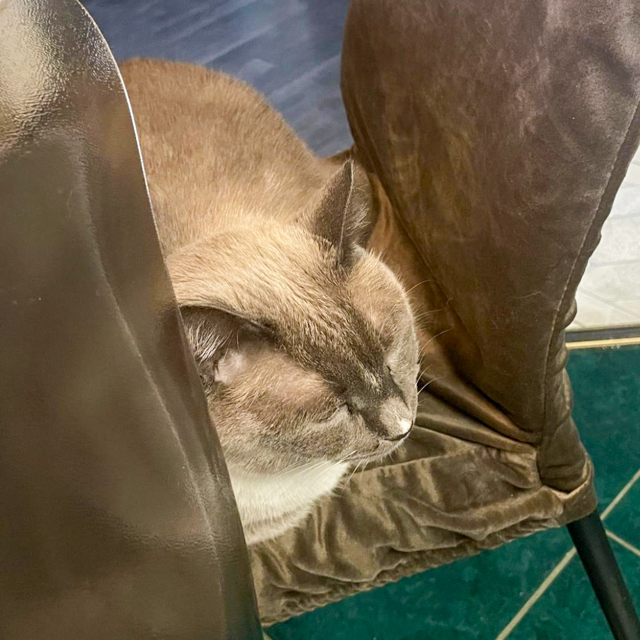 Коты отдыхают