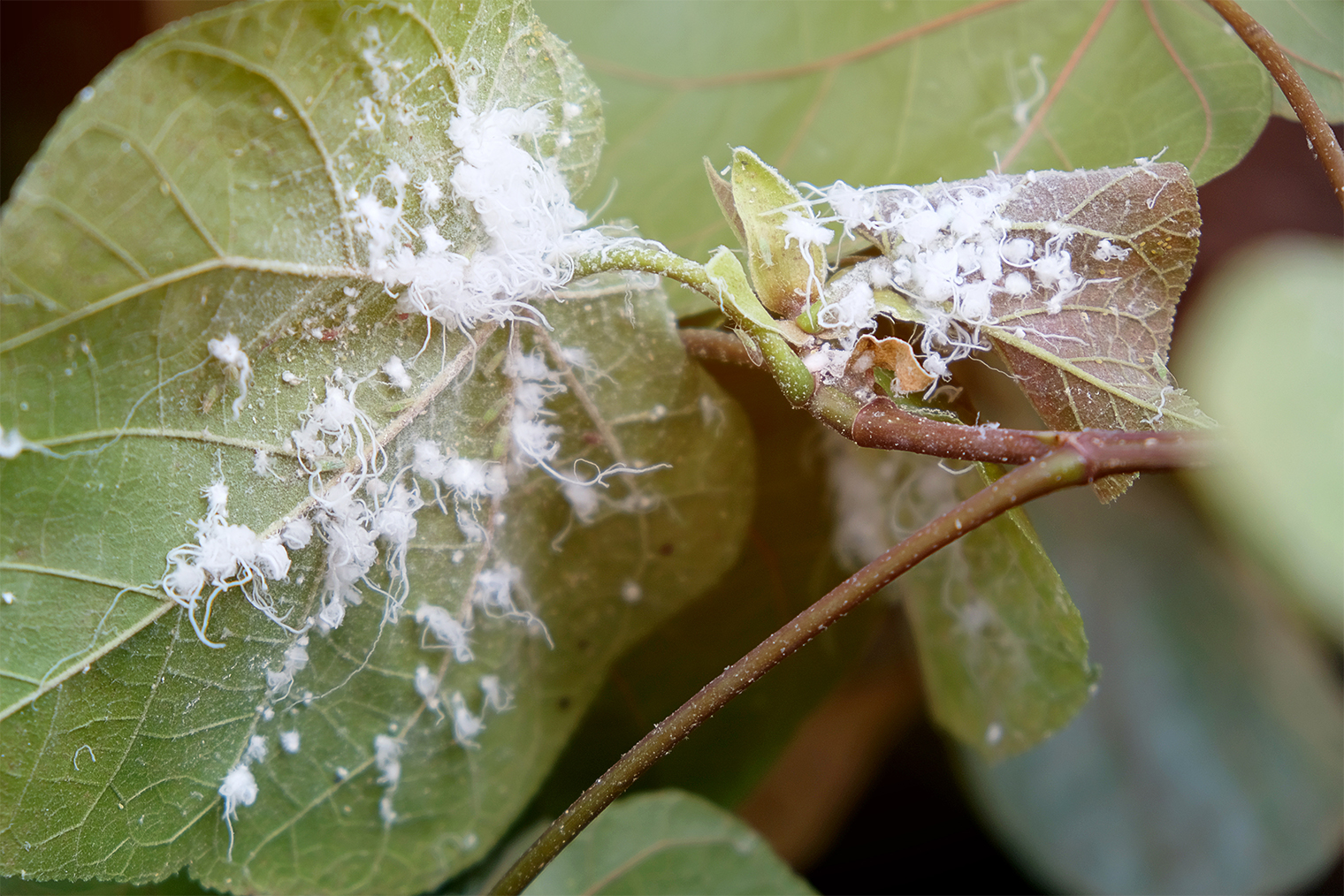 Мучнистая роса на листьях. © BORIMAT PRAOKAEW / Shutterstock / FOTODOM
