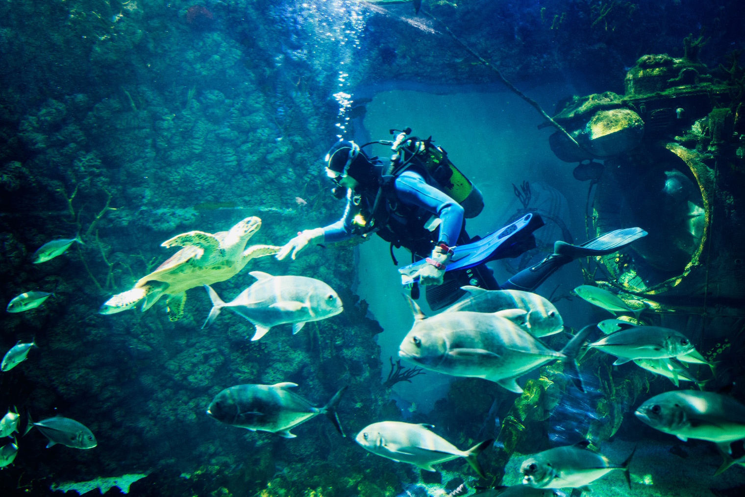 Источник: crocus-oceanarium.ru