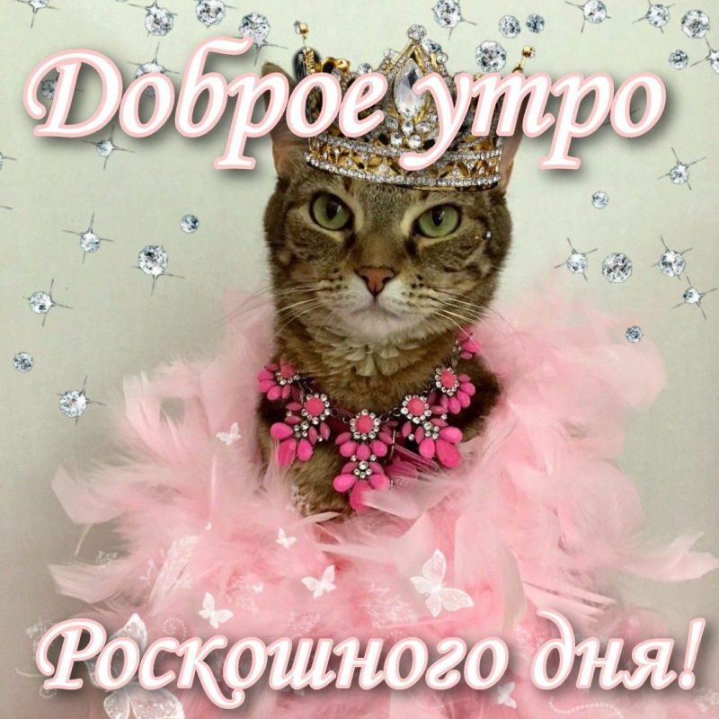 Роскошная кошка