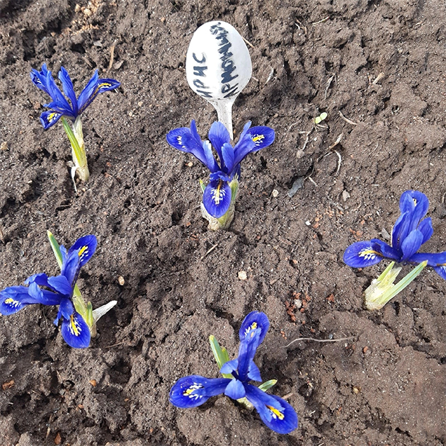 Ирис сетчатый «хармони» — представитель карликовых луковичных многолетников. © Татьяна Втюрина