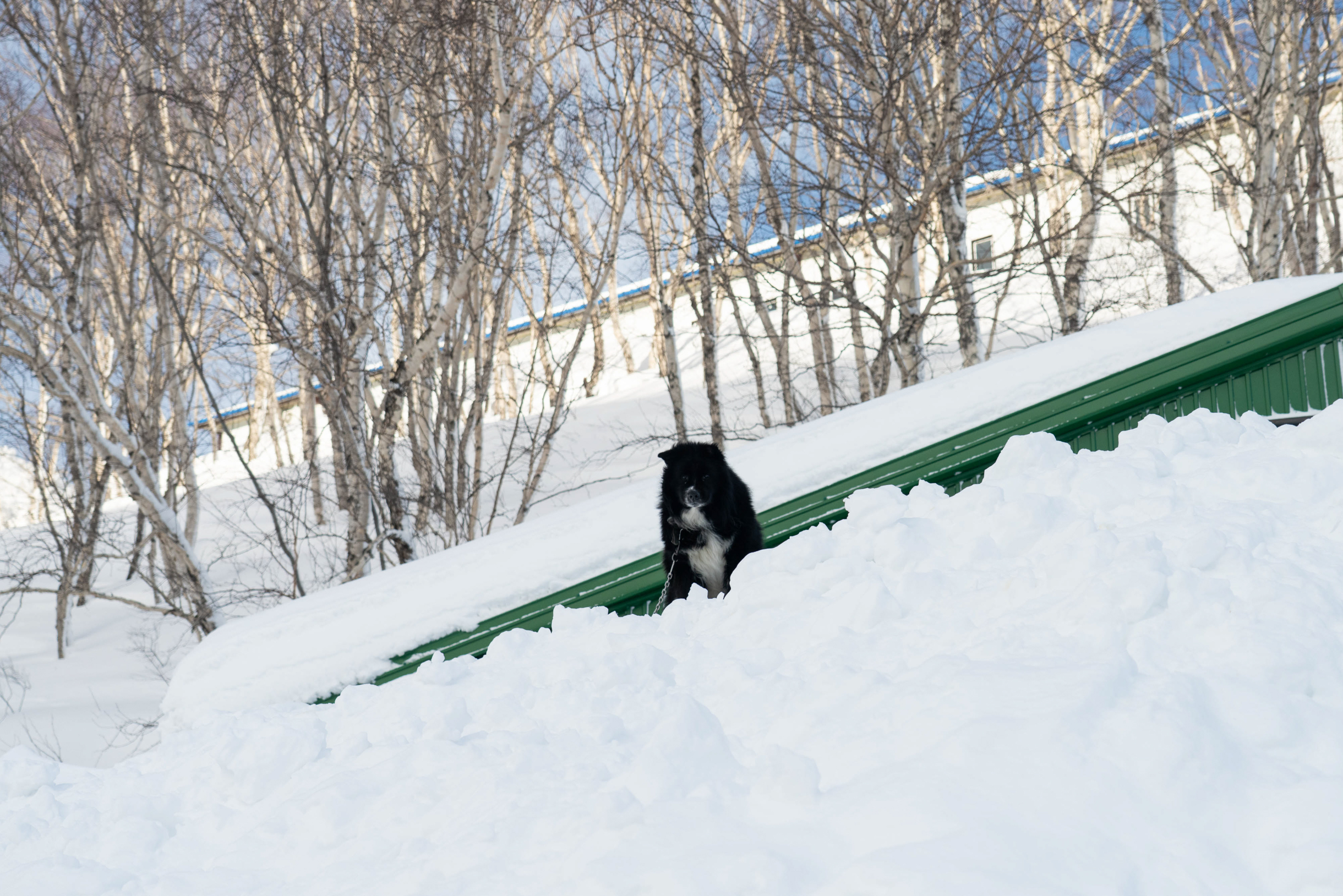 Собака стоит в сугробе на уровне крыши частного дома