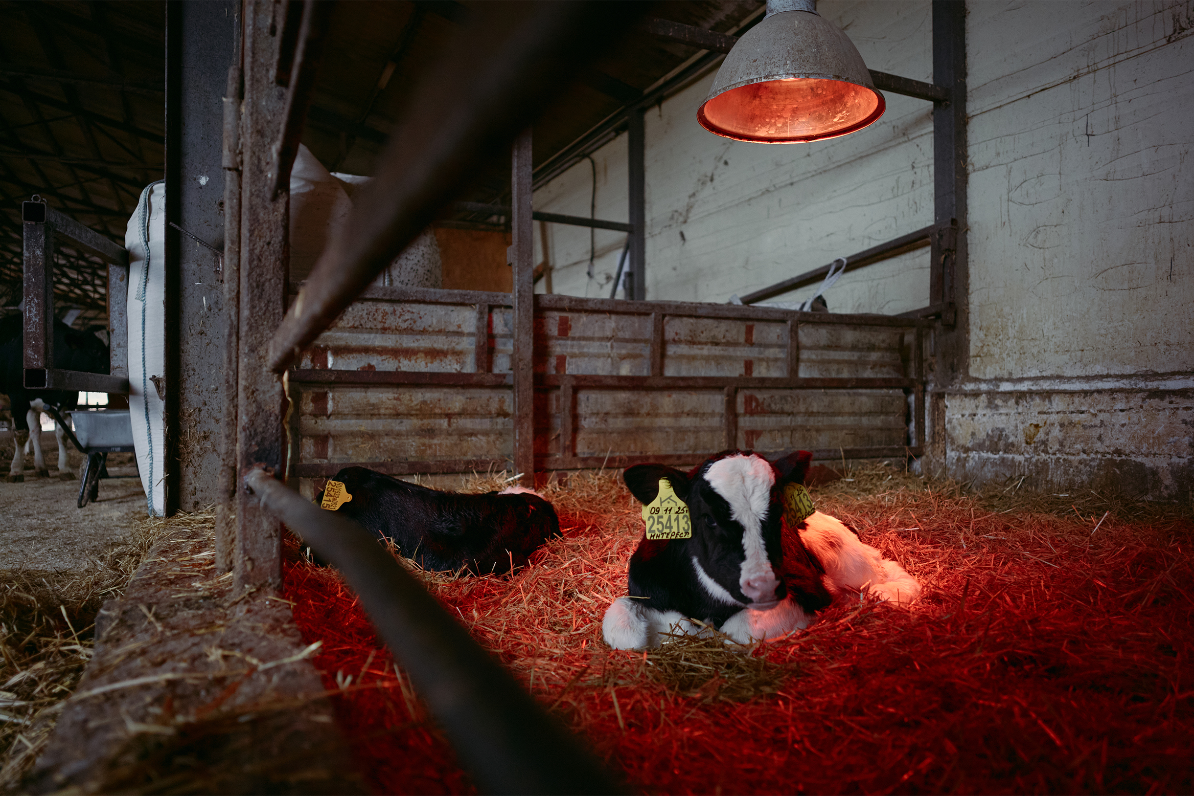 Телята часто болели и погибали