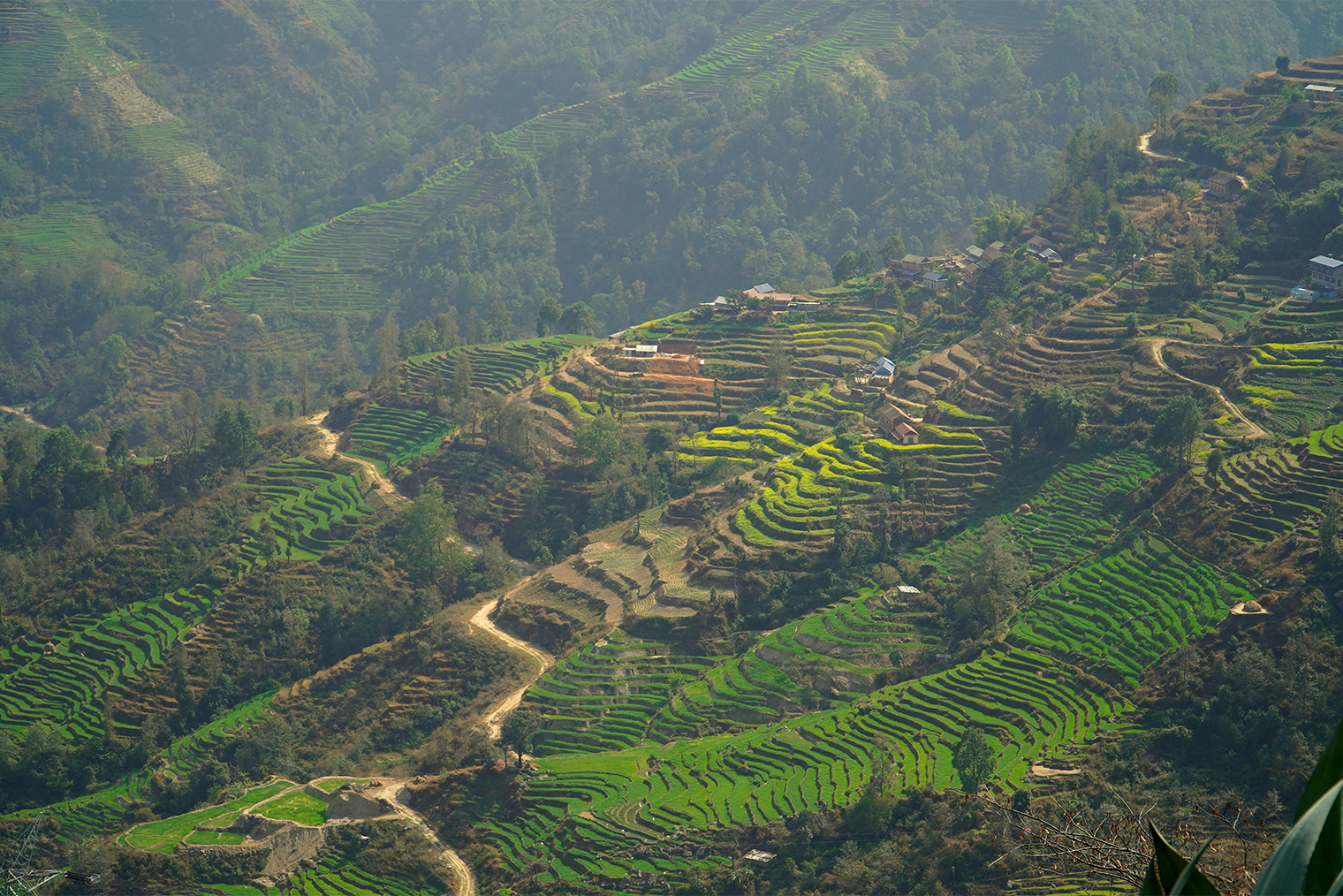 В долину Нагаркот едут полюбоваться видом на Гималаи и рисовыми террасами
